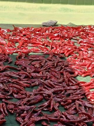 이름없음신정금님의 기타작물 · 영농일지 작성글 사진