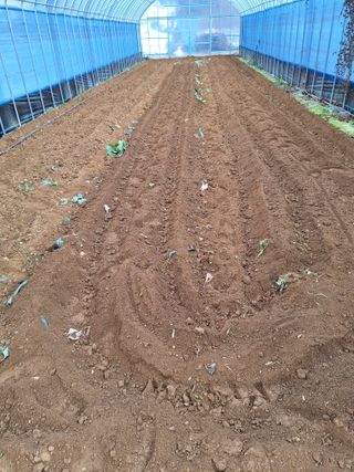 김광수님의 기타작물 · 영농일지 작성글 사진