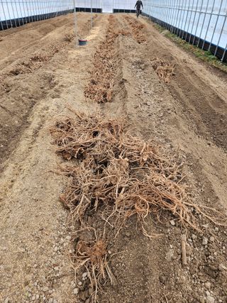 김두영님의 기타작물 · 영농일지 작성글 사진