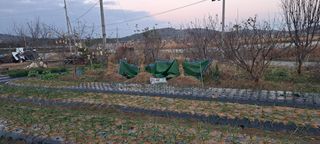 전남무안군박옥주님의 기타작물 · 영농일지 작성글 사진