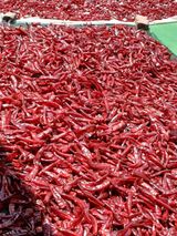 팜모닝 기타작물·영농일지 게시글 이미지