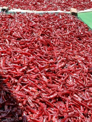 이름없음신정금님의 기타작물 · 영농일지 작성글 사진