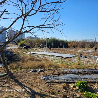 박용열조물주님 님의 파 · 영농일지 작성글 사진