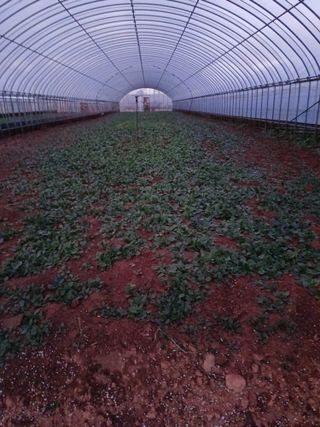 결단이님의 기타작물 · 영농일지 작성글 사진