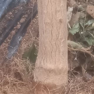 알 수 없음님의 기타작물 · 영농일지 작성글 사진