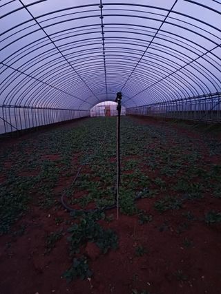 결단이님의 기타작물 · 영농일지 작성글 사진