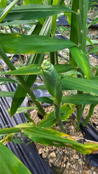 호피랑 농부랑님의 콩 · 영농일지 작성글 사진