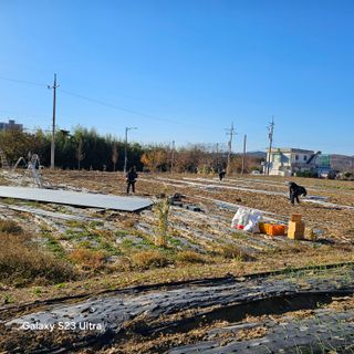 박용열조물주님 님의 파 · 영농일지 작성글 사진