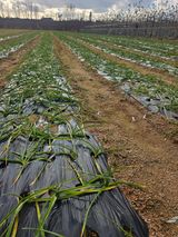 팜모닝 마늘·영농일지 게시글 이미지