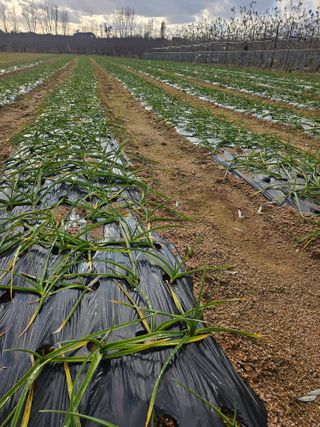 유영진님의 마늘 · 영농일지 작성글 사진