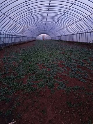 결단이님의 기타작물 · 영농일지 작성글 사진