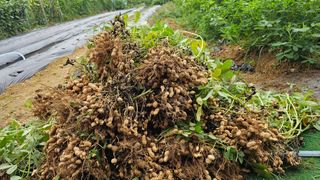 호피랑 농부랑님의 콩 · 영농일지 작성글 사진