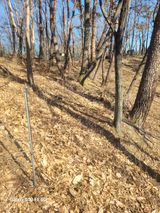 팜모닝 기타작물·영농일지 게시글 이미지