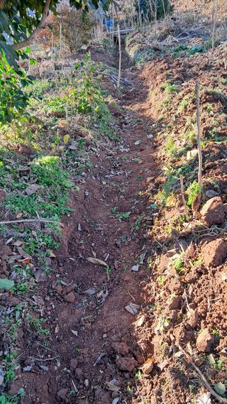 이규상님의 두릅 · 영농일지 작성글 사진