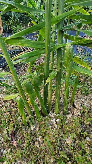 호피랑 농부랑님의 콩 · 영농일지 작성글 사진