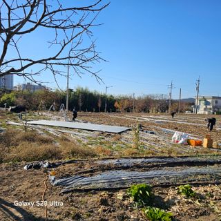 박용열조물주님 님의 파 · 영농일지 작성글 사진