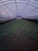 팜모닝 기타작물·영농일지 게시글 이미지