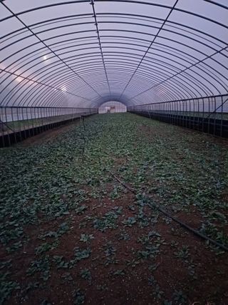 결단이님의 기타작물 · 영농일지 작성글 사진