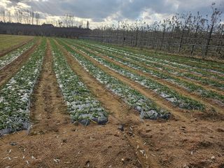 유영진님의 마늘 · 영농일지 작성글 사진