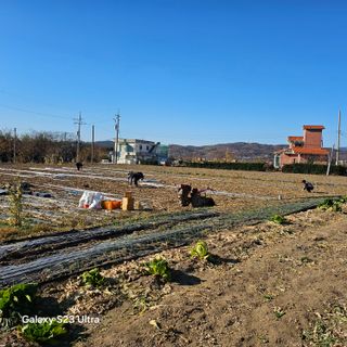 박용열조물주님 님의 파 · 영농일지 작성글 사진
