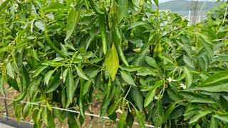 호피랑 농부랑님의 콩 · 영농일지 작성글 사진