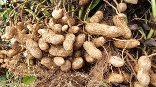 호피랑 농부랑님의 콩 · 영농일지 작성글 사진