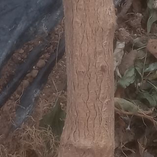 알 수 없음님의 기타작물 · 영농일지 작성글 사진