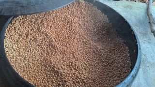 장수농장님의 고추 · 영농일지 작성글 사진