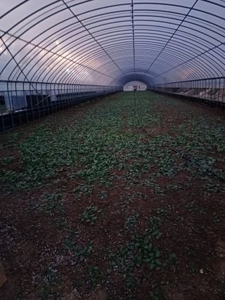 결단이님의 기타작물 · 영농일지 작성글 사진