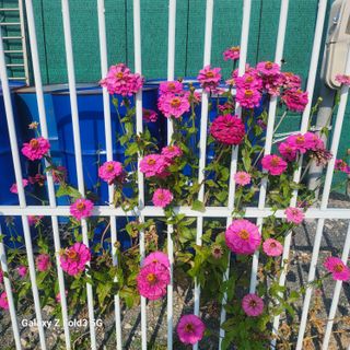 아림농장 대저2동 님의 기타작물 · 영농일지 작성글 사진