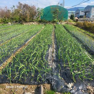 아림농장 대저2동 님의 기타작물 · 영농일지 작성글 사진