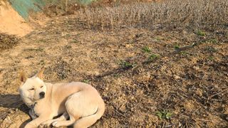 이동걸님의 콩 · 영농일지 작성글 사진