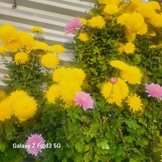 아림농장 대저2동 님의 기타작물 · 영농일지 작성글 사진