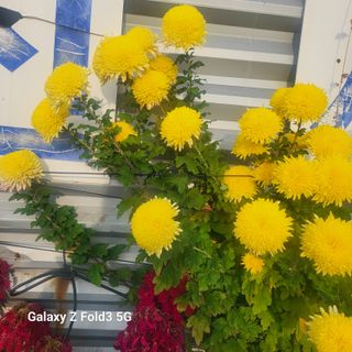 아림농장 대저2동 님의 기타작물 · 영농일지 작성글 사진