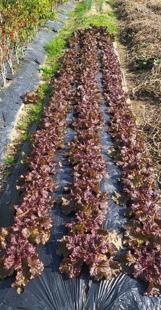 아림농장 대저2동 님의 기타작물 · 영농일지 작성글 사진