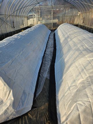 유영진님의 기타작물 · 영농일지 작성글 사진