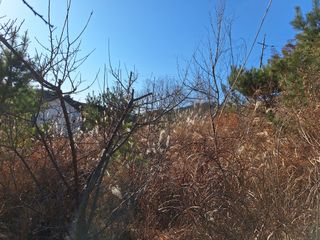 한정술님의 매실 · 영농일지 작성글 사진