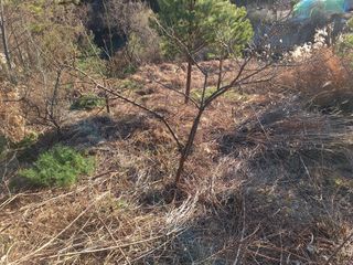 한정술님의 매실 · 영농일지 작성글 사진