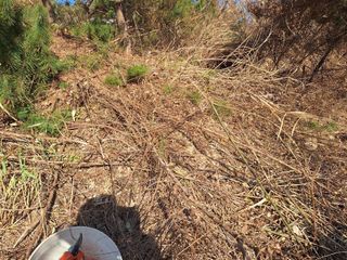 한정술님의 매실 · 영농일지 작성글 사진