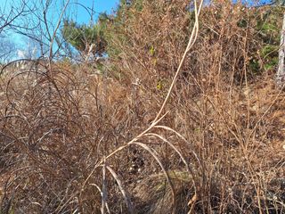 한정술님의 매실 · 영농일지 작성글 사진