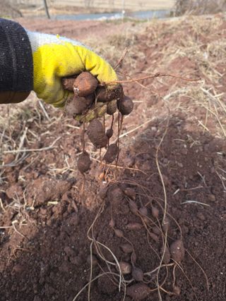 박정원님의 기타작물 · 영농일지 작성글 사진