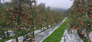 전길용님의 기타작물 · 영농일지 작성글 사진
