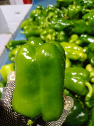 부농이네(이나영)님의 기타작물 · 영농일지 작성글 사진