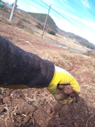 박정원님의 기타작물 · 영농일지 작성글 사진