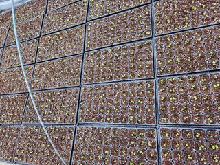 유영진님의 기타작물 · 영농일지 작성글 사진