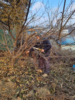 권오정님의 매실 · 영농일지 작성글 사진