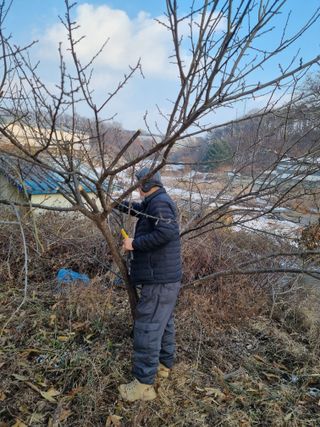 권오정님의 매실 · 영농일지 작성글 사진