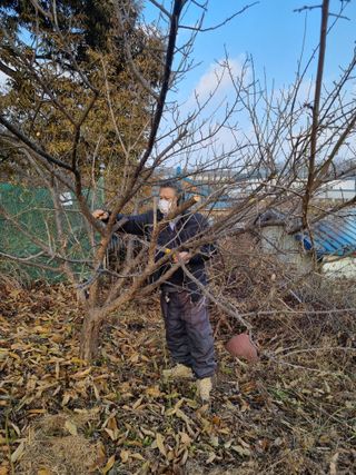 권오정님의 매실 · 영농일지 작성글 사진
