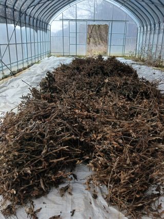 프리지어58님의 기타작물 · 영농일지 작성글 사진