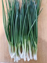 팜모닝 파·영농일지 게시글 이미지